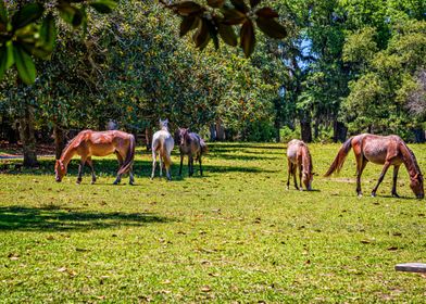 Cumberland Island Horses