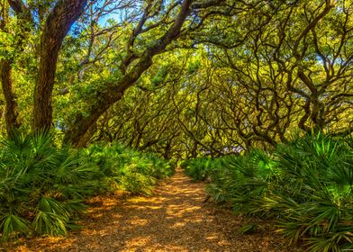 Cumberland Island