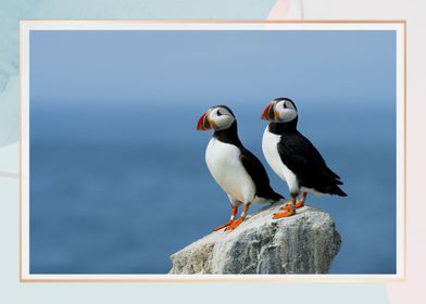 Atlantic Puffins