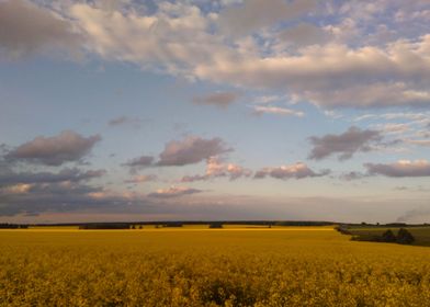 Summer field