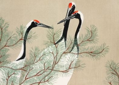 Japanese red crown cranes