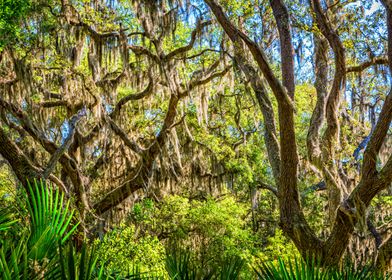 Cumberland Island