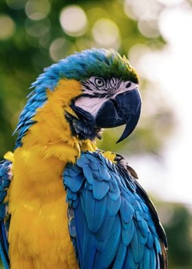 Macaw parrot