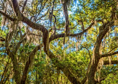 Cumberland Island