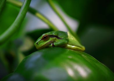 Sleeping Frog