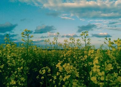 Summer field