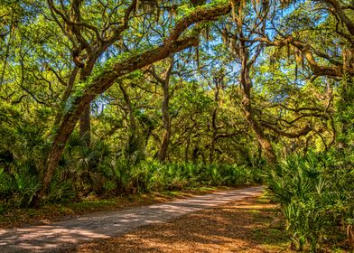 Cumberland Island