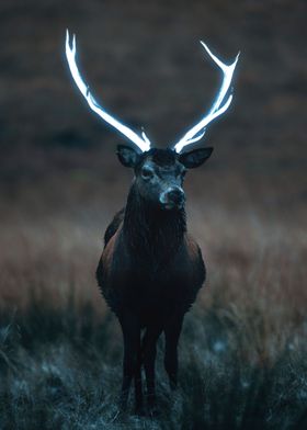 A Deer