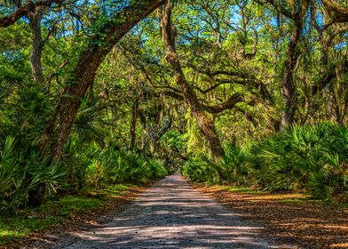 Cumberland Island