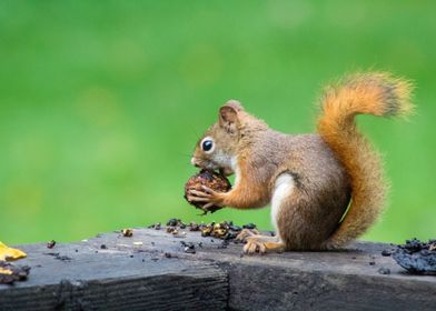 Cute Squirrel eating nuts