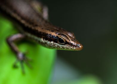 The skink