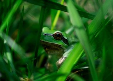 Hiding Frog