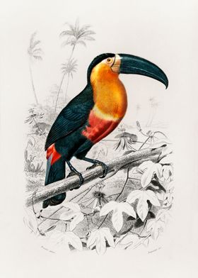 Toucan bird