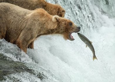 Brown Bear catching salmon