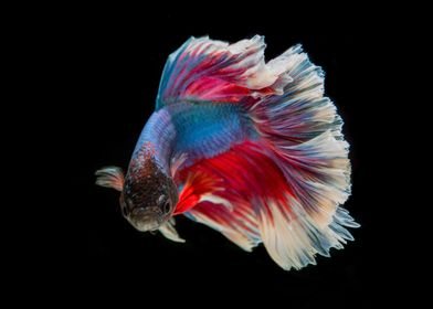 fighting fish