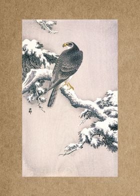 Goshawk on Snow