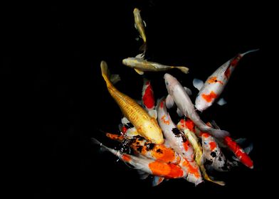 japan koi fish