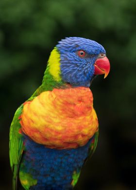 Australian Rainbow Lorikee