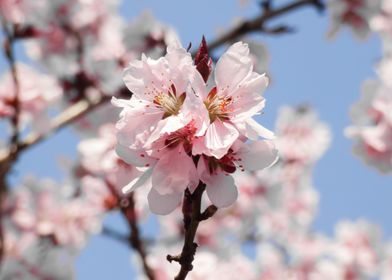 Apricot tree in bloom