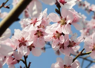 Apricot tree in bloom