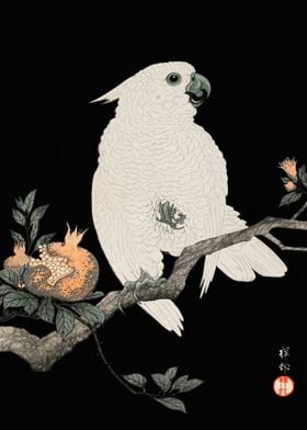 Japanese Cockatoo