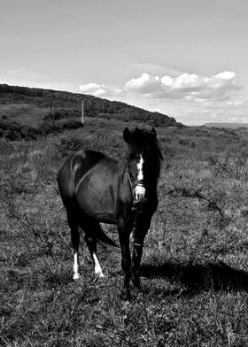 Monochromatic black horse