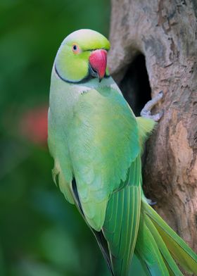 Cute Parrot