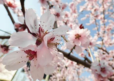 Apricot tree in bloom