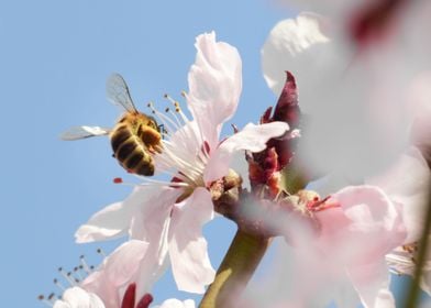 Bloom flower apricot tree