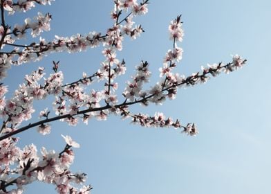 Apricot tree in bloom