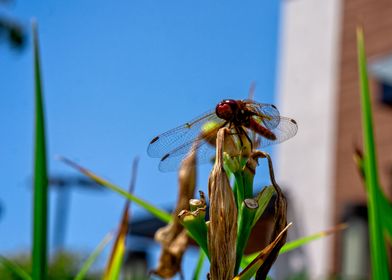 Red Dragonfly