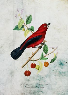 Ramphocelus bird