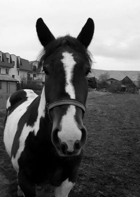 Monochrome spotted horse