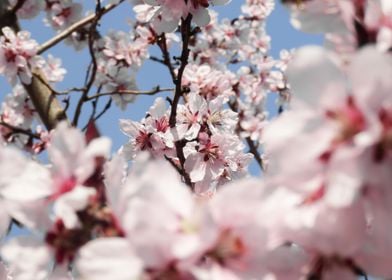 Bloom flower apricot tree