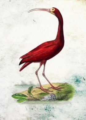 Scarlet ibis bird