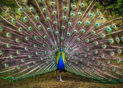 Animals Nature Peacock