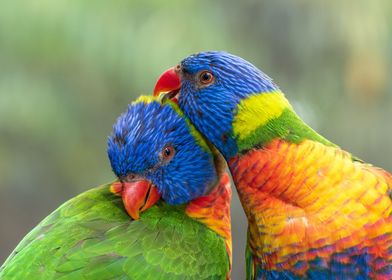 A Rainbow Lorikeet couple 