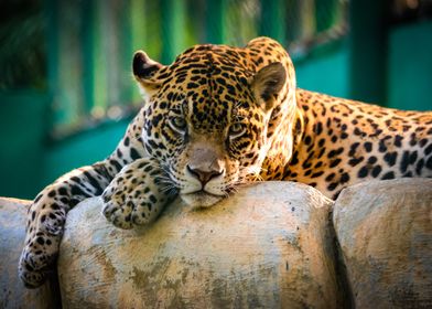 Animals Jaguar Wildlife