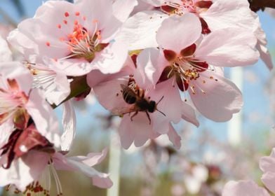 Apricot tree in bloom