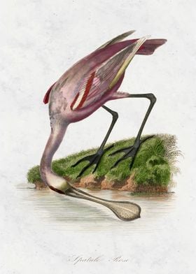 Roseate spoonbill 