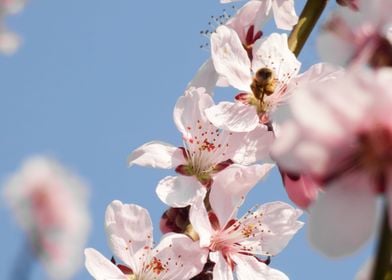 Bloom flower apricot tree