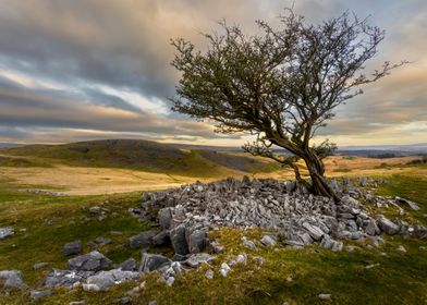 A Brecon Beacons tree