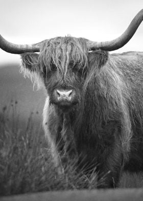 Hairy Scottish Highland 