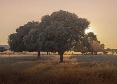 cabaneros national park