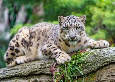 Animals Wild Snow Leopard 