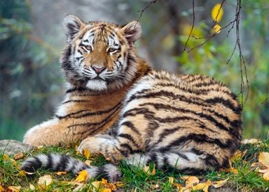 Animals Wild Tiger Zoo