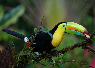 Toucan bird