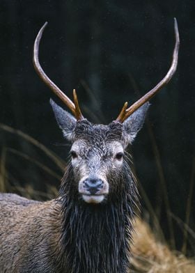 Deer portrait