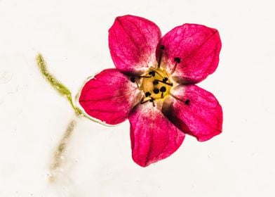 Saxifraga in ice 1