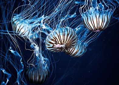 Jellyfish swimming